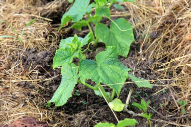 Bahçede taze salatalık filizleri yetişiyor.