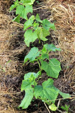 Bahçede taze salatalık filizleri yetişiyor.