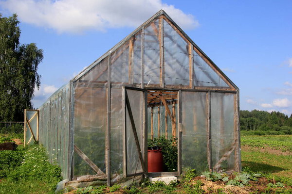 A large red barrel of water stands in the door of the wooden greenhouse. Water barrel for watering plants