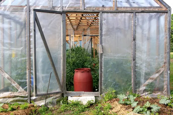 A large red barrel of water stands in the door of the wooden greenhouse. Water barrel for watering plants