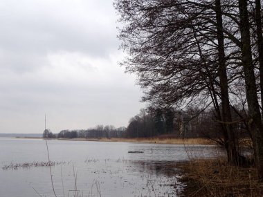  İlkbaharda göl kenarında yapraksız ağaçlar. Ağaç silueti                              