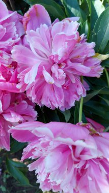 Bahçede mor şakayık çiçeği. Şakayık pembe çiçek, yakın plan.