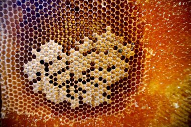 Balmumu hücreli baloncuklu bal dokusu. Bal işleme