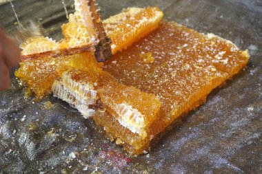       Bal hücreleri kumaş üzerinde, baskıya hazır. Kumaştan mekanik bal presi. Bal işleme                         