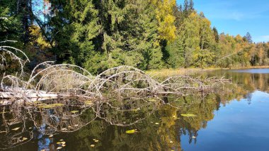    Kuru dallarla suya düşen bir köknar ağacı iğnesiz ve sonbahar boyunca suyun yüzeyinde yansımalar oluşturur.                            