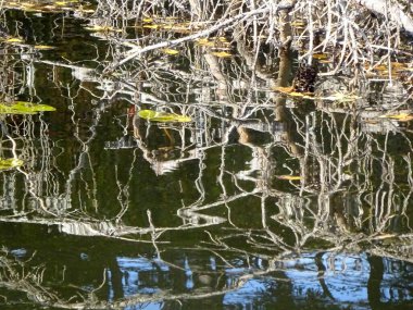    Kuru dallarla suya düşen bir köknar ağacı iğnesiz ve sonbahar boyunca suyun yüzeyinde yansımalar oluşturur.                            