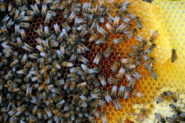           Bal tarağı ve arı çalışıyor Apiary 'de bal peteğindeki arıları kapatın                     