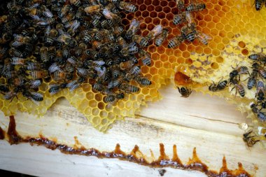           Bal tarağı ve arı çalışıyor Apiary 'de bal peteğindeki arıları kapatın                     