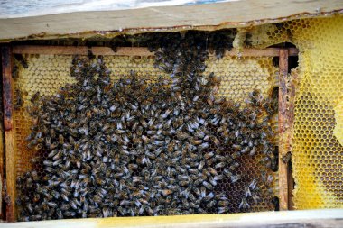           Bal tarağı ve arı çalışıyor Apiary 'de bal peteğindeki arıları kapatın                     