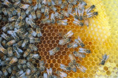           Bal tarağı ve arı çalışıyor Apiary 'de bal peteğindeki arıları kapatın                     