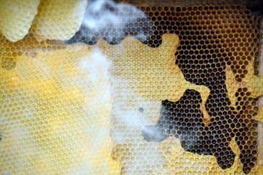           Bal tarağı ve arı çalışıyor Apiary 'de bal peteğindeki arıları kapatın                     