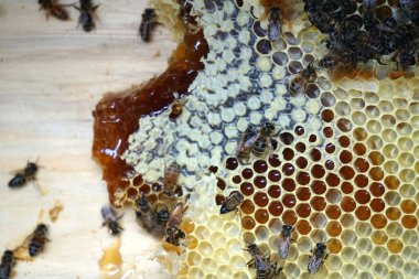           Bal tarağı ve arı çalışıyor Apiary 'de bal peteğindeki arıları kapatın                     