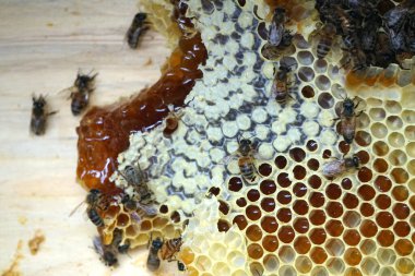           Bal tarağı ve arı çalışıyor Apiary 'de bal peteğindeki arıları kapatın                     