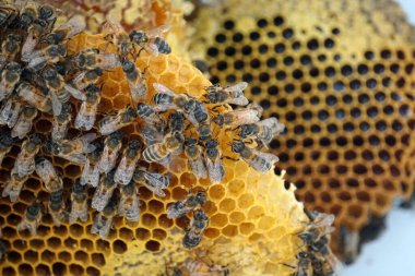           Bal tarağı ve arı çalışıyor Apiary 'de bal peteğindeki arıları kapatın                     
