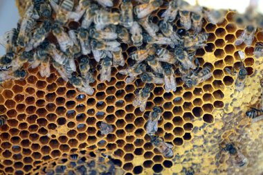           Bal tarağı ve arı çalışıyor Apiary 'de bal peteğindeki arıları kapatın                     