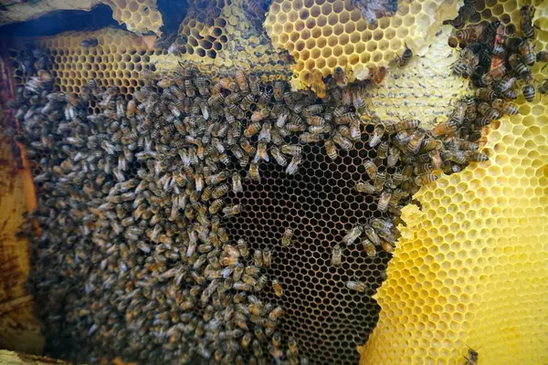           Bal tarağı ve arı çalışıyor Apiary 'de bal peteğindeki arıları kapatın                     