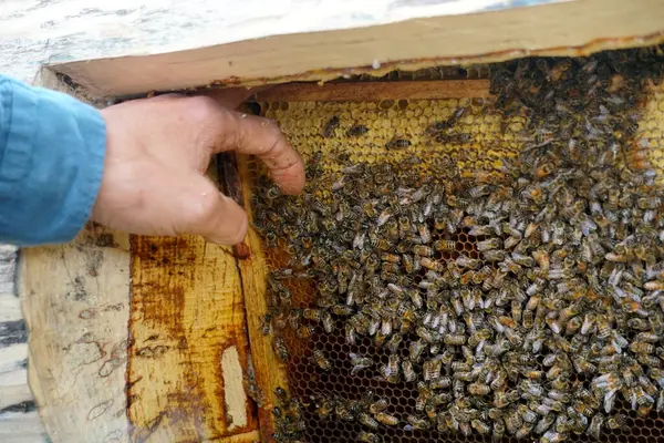           Bal tarağı ve arı çalışıyor Apiary 'de bal peteğindeki arıları kapatın                     