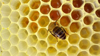 Arılar bal peteğinde. Kovan yuvasında bal arısı sürüsüne yaklaşır, arkaplanı kopyala