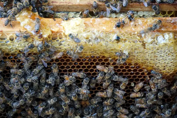 stock image Bees on honeycombs. Close up of honey bee swarm on honeycomb in hive nest, copy space background