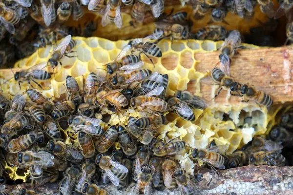 stock image Bees on honeycombs. Close up of honey bee swarm on honeycomb in hive nest, copy space background