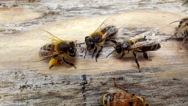 stock image Bees on honeycombs. Close up of honey bee swarm on honeycomb in hive nest, copy space background