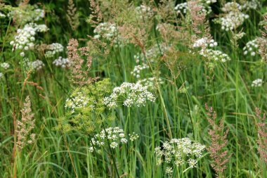 Orman arka planında beyaz çayır çiçekleri. Yaz çayırlarında Achillea Millefolium çiçekleri, beyaz çayır çiçeklerinin arka planı