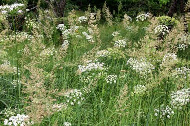 Orman arka planında beyaz çayır çiçekleri. Yaz çayırlarında Achillea Millefolium çiçekleri, beyaz çayır çiçeklerinin arka planı
