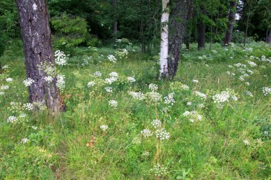 Orman arka planında beyaz çayır çiçekleri. Yaz çayırlarında Achillea Millefolium çiçekleri, beyaz çayır çiçeklerinin arka planı