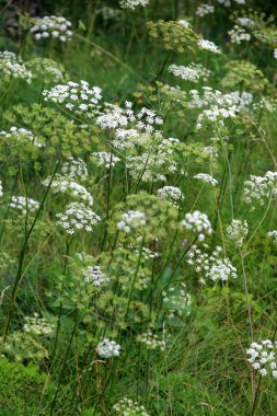 Orman arka planında beyaz çayır çiçekleri. Yaz çayırlarında Achillea Millefolium çiçekleri, beyaz çayır çiçeklerinin arka planı