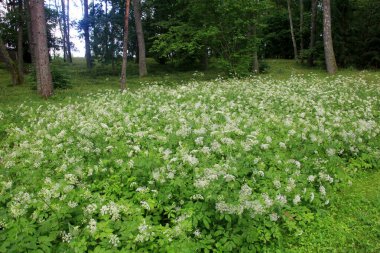 Orman arka planında beyaz çayır çiçekleri. Yaz çayırlarında Achillea Millefolium çiçekleri, beyaz çayır çiçeklerinin arka planı