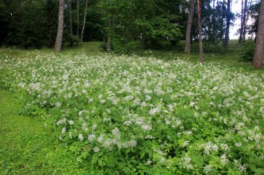 Orman arka planında beyaz çayır çiçekleri. Yaz çayırlarında Achillea Millefolium çiçekleri, beyaz çayır çiçeklerinin arka planı