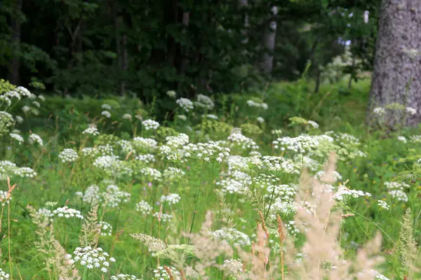 Orman arka planında beyaz çayır çiçekleri. Yaz çayırlarında Achillea Millefolium çiçekleri, beyaz çayır çiçeklerinin arka planı