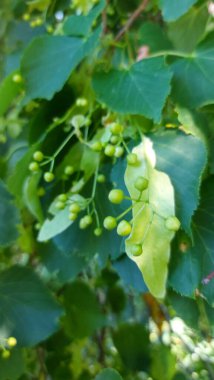 Tilia cordata linden tree branches in bloom, Yellowish green flowers of linden tree in summer clipart