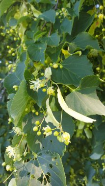 Tilia Cordata ıhlamur ağacı dalları çiçek açar yazın ıhlamur ağacının sarımsı yeşil çiçekleri