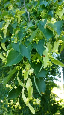 Tilia Cordata ıhlamur ağacı dalları çiçek açar yazın ıhlamur ağacının sarımsı yeşil çiçekleri