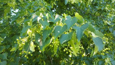 Tilia Cordata ıhlamur ağacı dalları çiçek açar yazın ıhlamur ağacının sarımsı yeşil çiçekleri