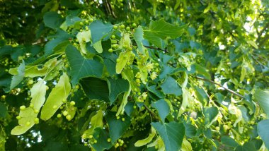 Tilia Cordata ıhlamur ağacı dalları çiçek açar yazın ıhlamur ağacının sarımsı yeşil çiçekleri