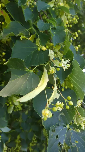 Tilia Cordata ıhlamur ağacı dalları çiçek açar yazın ıhlamur ağacının sarımsı yeşil çiçekleri