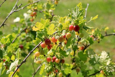 Yazın çalılıklardaki bahçede olgun bektaşi üzümleri. Bektaşi üzümü hasadı. Bulanık yaprak arkaplanı 