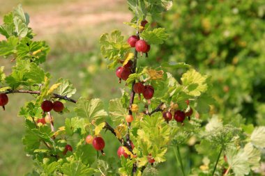 Yazın çalılıklardaki bahçede olgun bektaşi üzümleri. Bektaşi üzümü hasadı. Bulanık yaprak arkaplanı 