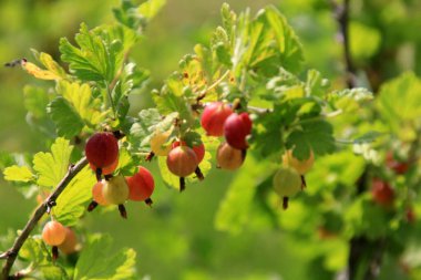 Yazın çalılıklardaki bahçede olgun bektaşi üzümleri. Bektaşi üzümü hasadı. Bulanık yaprak arkaplanı 