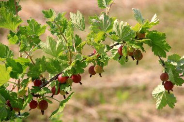 Yazın çalılıklardaki bahçede olgun bektaşi üzümleri. Bektaşi üzümü hasadı. Bulanık yaprak arkaplanı 