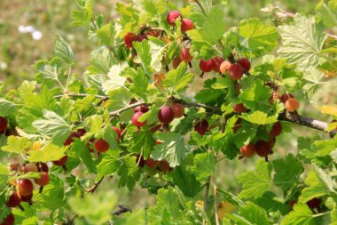 Yazın çalılıklardaki bahçede olgun bektaşi üzümleri. Bektaşi üzümü hasadı. Bulanık yaprak arkaplanı 