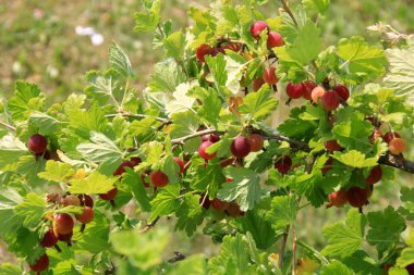 Yazın çalılıklardaki bahçede olgun bektaşi üzümleri. Bektaşi üzümü hasadı. Bulanık yaprak arkaplanı 