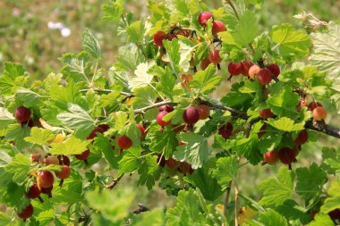 Yazın çalılıklardaki bahçede olgun bektaşi üzümleri. Bektaşi üzümü hasadı. Bulanık yaprak arkaplanı 