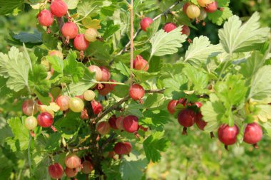 Yazın çalılıklardaki bahçede olgun bektaşi üzümleri. Bektaşi üzümü hasadı. Bulanık yaprak arkaplanı 