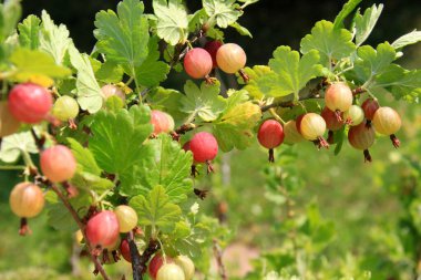 Yazın çalılıklardaki bahçede olgun bektaşi üzümleri. Bektaşi üzümü hasadı. Bulanık yaprak arkaplanı 