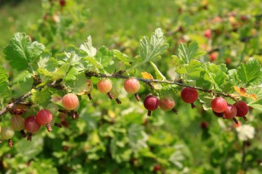 Yazın çalılıklardaki bahçede olgun bektaşi üzümleri. Bektaşi üzümü hasadı. Bulanık yaprak arkaplanı 