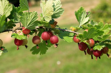 Yazın çalılıklardaki bahçede olgun bektaşi üzümleri. Bektaşi üzümü hasadı. Bulanık yaprak arkaplanı 