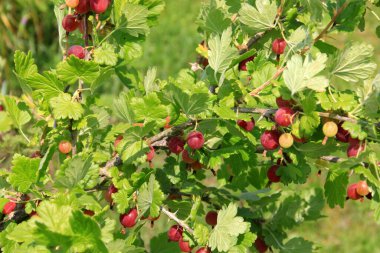 Yazın çalılıklardaki bahçede olgun bektaşi üzümleri. Bektaşi üzümü hasadı. Bulanık yaprak arkaplanı 